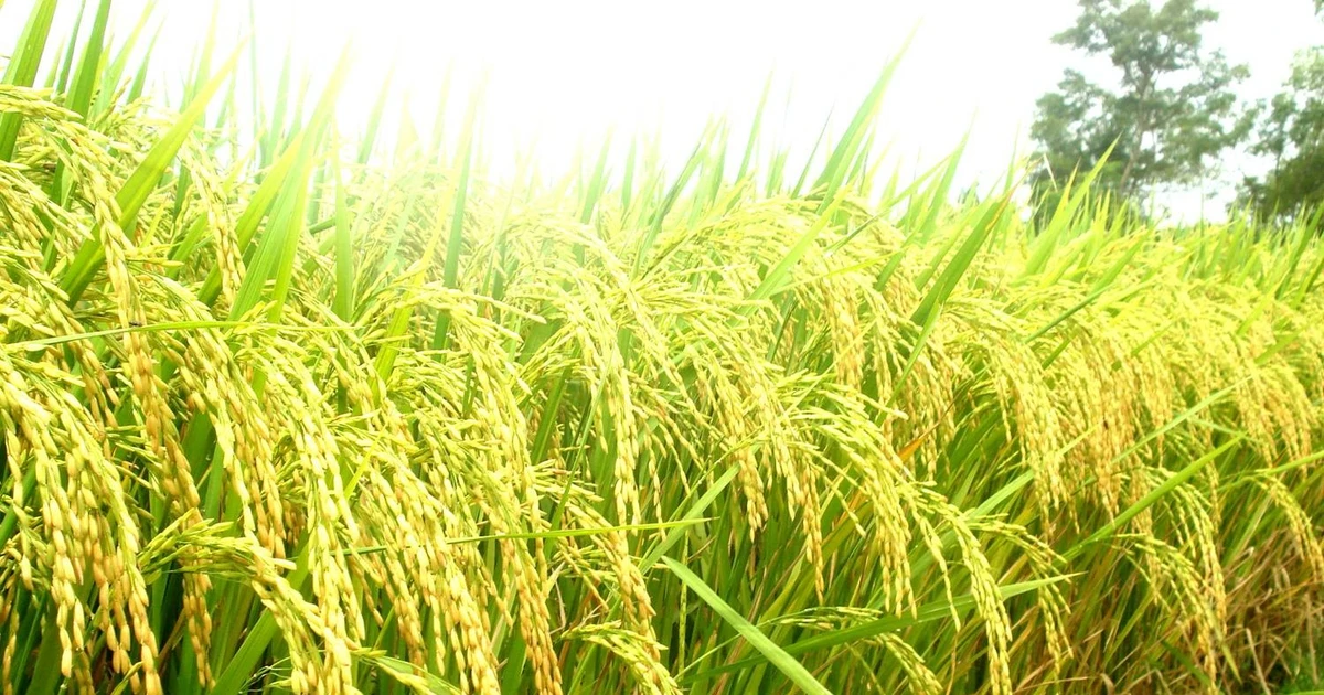 Giá bồi thường cây trồng, vật nuôi ở đặc khu Côn Đảo gấp 1,8 lần giá chuẩn