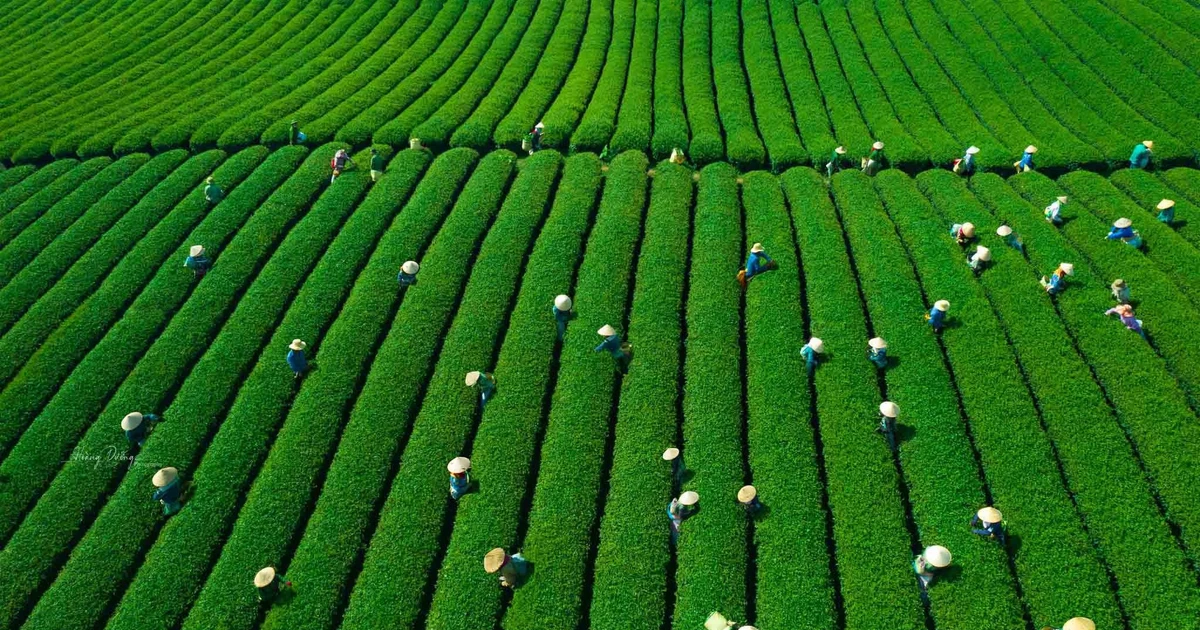 Mê mẩn đồi chè Mộc Châu mùa xuân